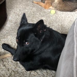 Meet your Posher, Bridgett